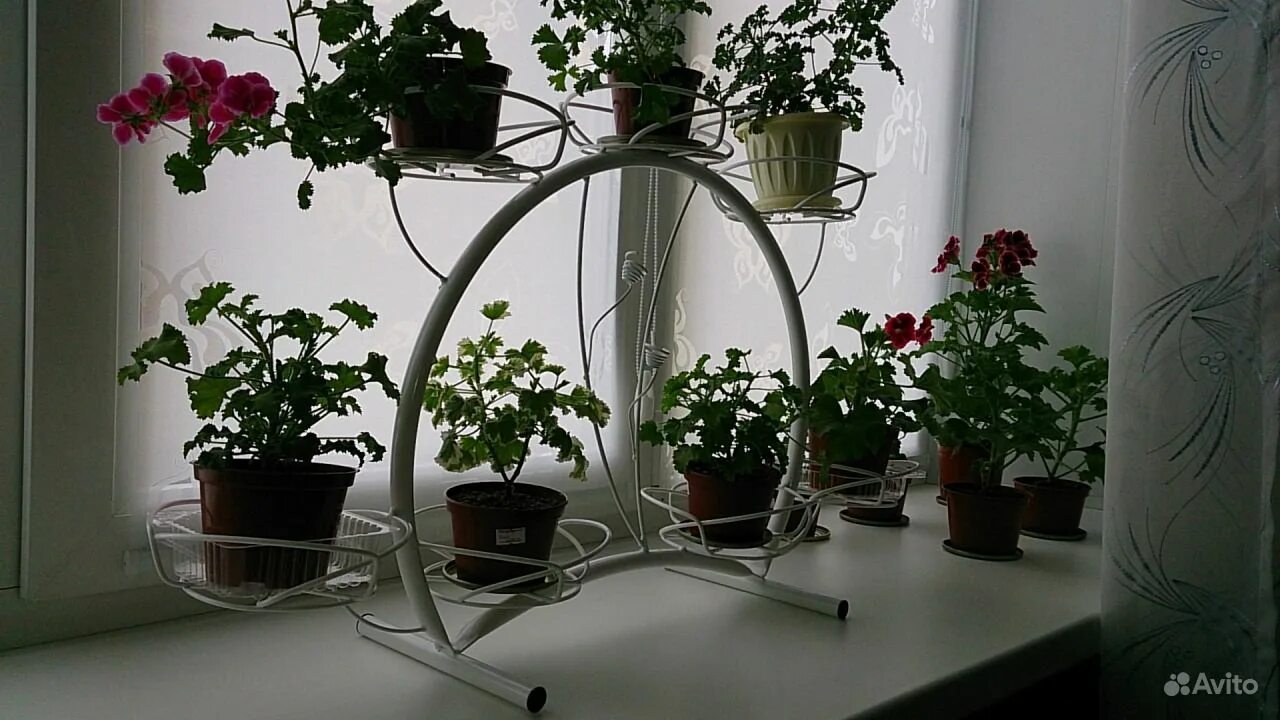 авито нижний растения. каллизия мелколистная ползучая. склад горшечных растений. авито саратов купить растения для сада. авито цветы комнатные.