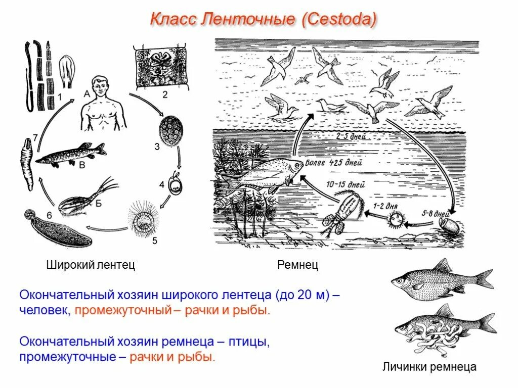 Ремнец обыкновенный жизненный цикл. Широкий лентец цикл развития. Жизненный цикл широкого лентеца окончательный хозяин. Лентец широкий окончательный и промежуточный хозяин.