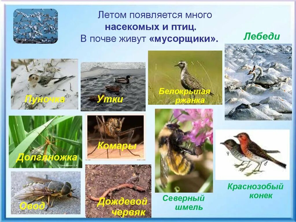 Появится несколько