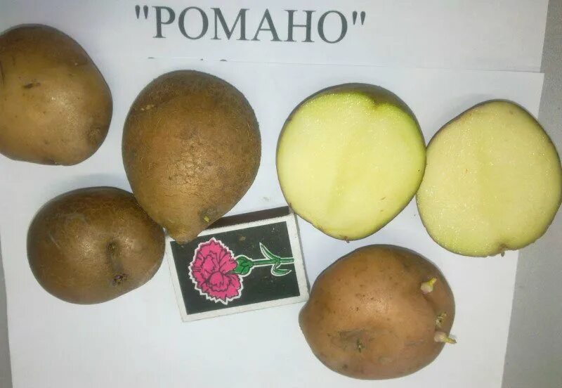Пикассо описание сорта. Сорт семенной картофель рамона. пикассо картофель посадочный. роман картошка. сорт картофеля пикассо характеристика отзывы фото.