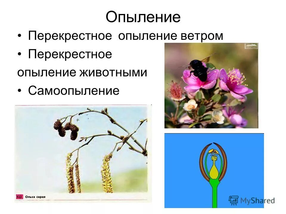 Опыление деревьев ветром. Перекрёстное опыление ветром и самоопыление. перекрестное опыление ветром. опыление растений ветром. перекрёстное опыление животными.