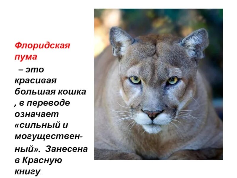 Где живет пума на каком материке. Пума красная книга. животные занесенные в красную книгу флоридская пума. самый редкий хищник в мире флоридская пума.