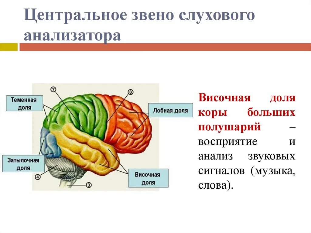 Центральное звено слухового анализатора. Звенья слухового анализатора. Основные звенья слухового анализатора. Воспринимающие звенья анализаторов.