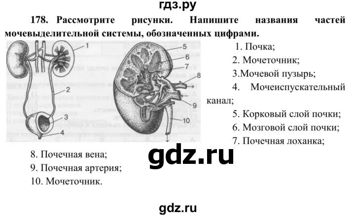 Биология 8 класс 21. По биологии 8 класс. Задания по учебнику биологии 8 класс Сонин. Гдз по биологии 8 Сонин. Гдз биология 8 класс рабочая тетрадь.