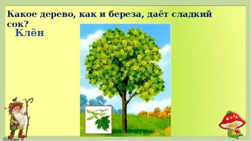 Дерево этажи леса. Загадки про деревья. Дуб для дошкольников. Производители леса кустарники. Деревья не дают ответа.