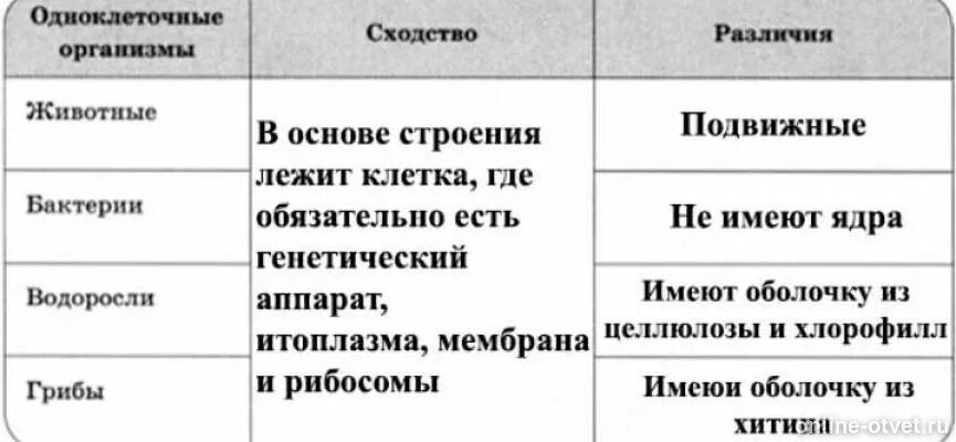 Таблица сходства и различия одноклеточных организмов. Составьте таблицу сходства и различия одноклеточных организмов. Сходства и различия одноклеточных организмов. Сходства и различия одноклеточных животных. Простейшие сходства и различия