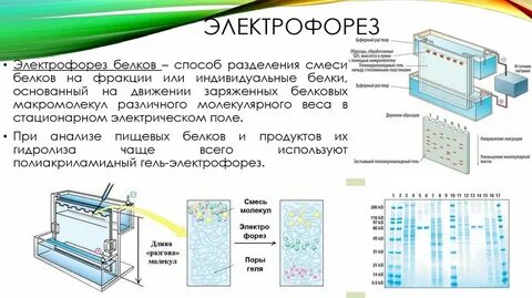 Метод электрофореза позволяет