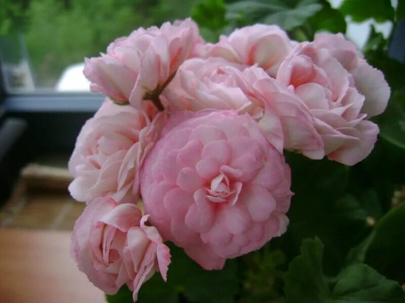 пеларгония сорт эммануэль фото. герань зональная малиновая. фишер блоссом пеларгония. пеларгония quirin. герань сорт dovepoint.