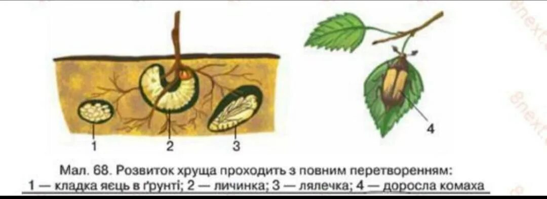 Майский жук какое превращение. Стадии развития майского жука. развитие с полным превращением майский жук. рисунок повреждения майского хруща. е правильную последовательность развития майского жука:.
