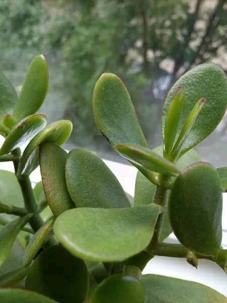 Как выглядит живое дерево цветок Crassula ovata Jade plants, Jade plant bonsai, Succulents garden