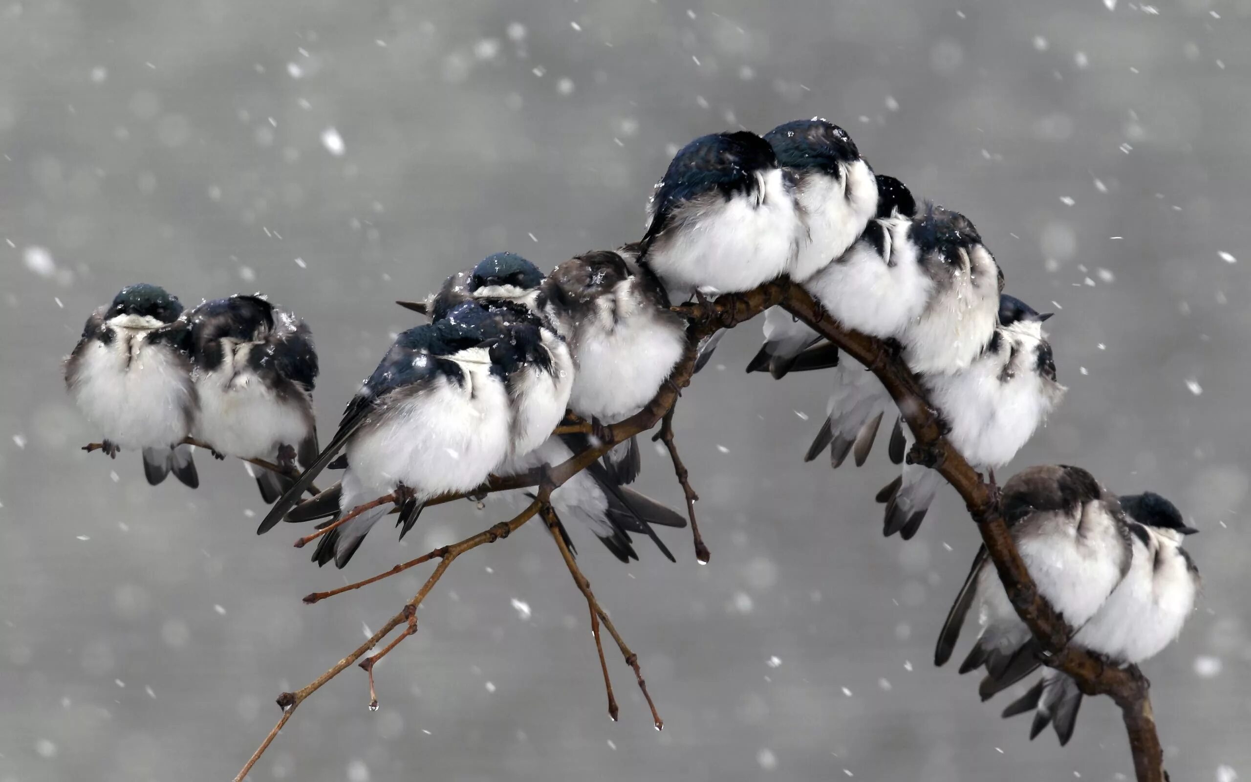 Birds children weather. Зимние птицы. Птица на ветке. Птицы на заснеженных ветках. Птицы на ветке зимой.