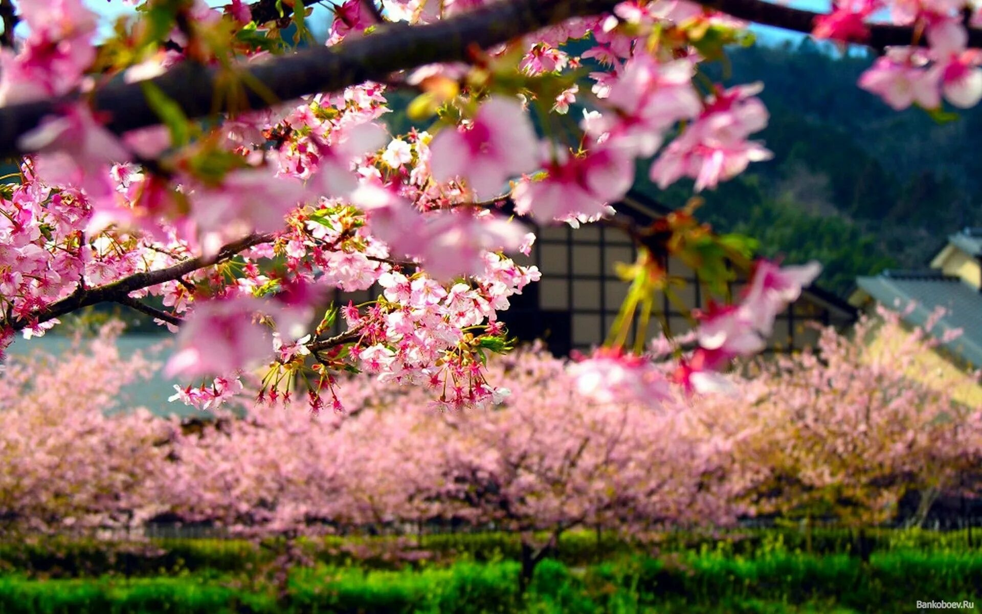 Сад цветущей сакуры. Сад Сакуры в Японии. Цветение Сакуры в Японии сады. Цветущая Сакура в Японии. Цветущая Сакура в Японии сад.