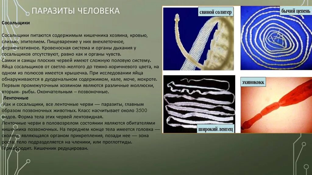 Жизнь ленточного червя. Ленточные черви свиной цепень. Паразиты бычий цепень, свиной цепень. Паразиты свиной цепень черви.