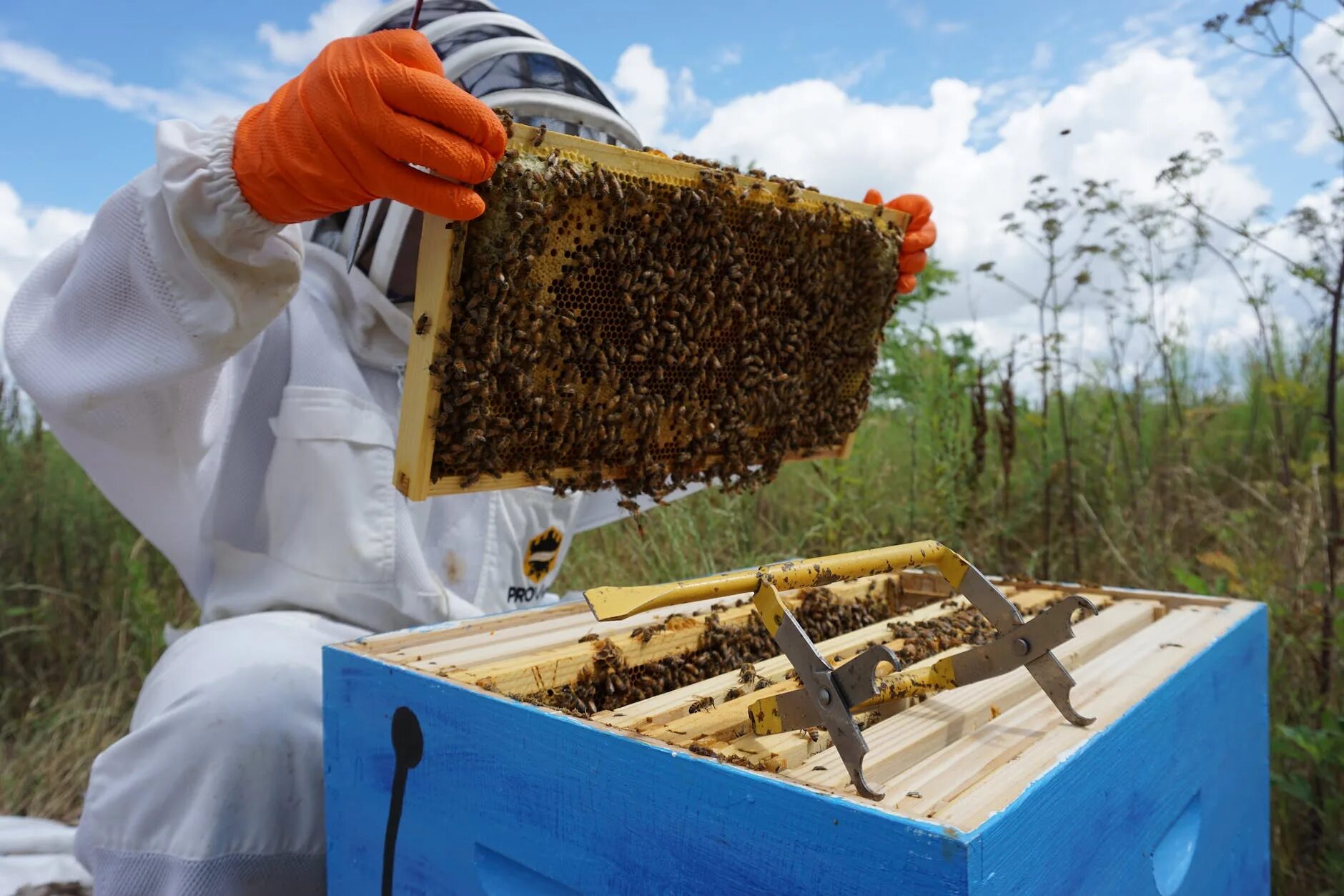 Улей продукты. Пчеловодство. Пасека соты. Пчёлы пасека. Пчелы пасека.