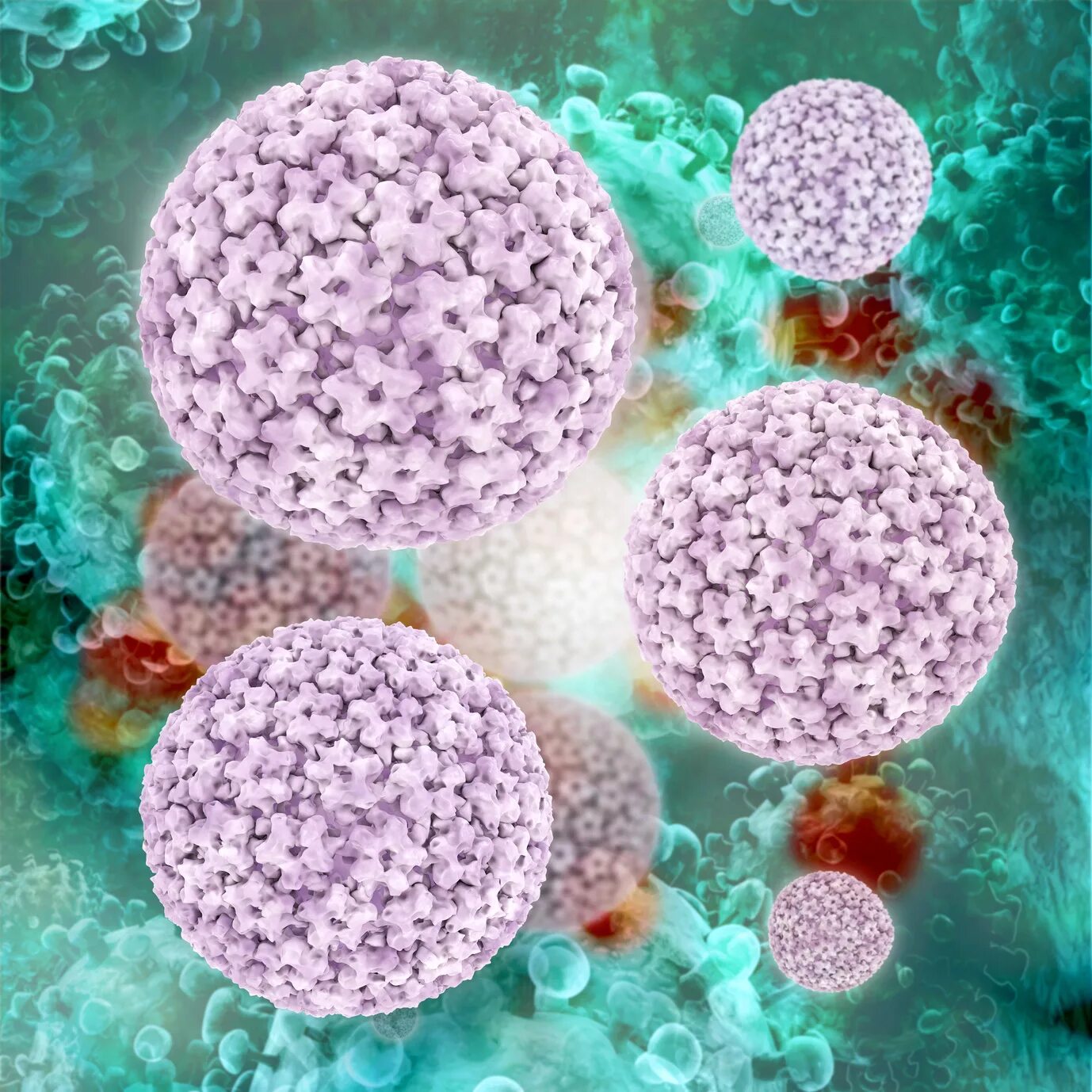 Папилломавирус под микроскопом. Вирус папилломы под микроскопом. Papilloma virus