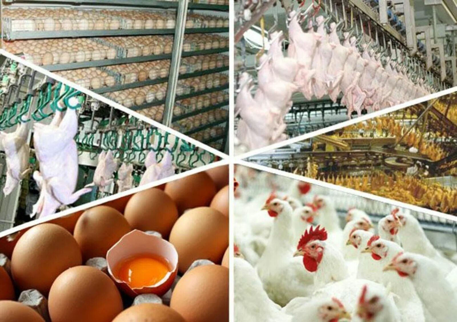 Продукты от птиц. Продукция птицеводства. Производство мяса птицы. Производство яиц. Яйца производители.