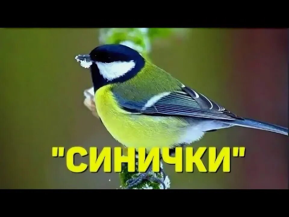 Песня про синичку. Песня я буду синицей.