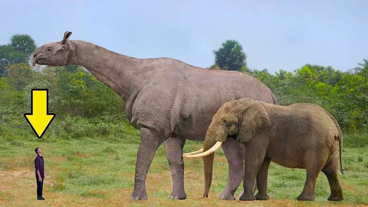 Самое большое животное жившее на земле