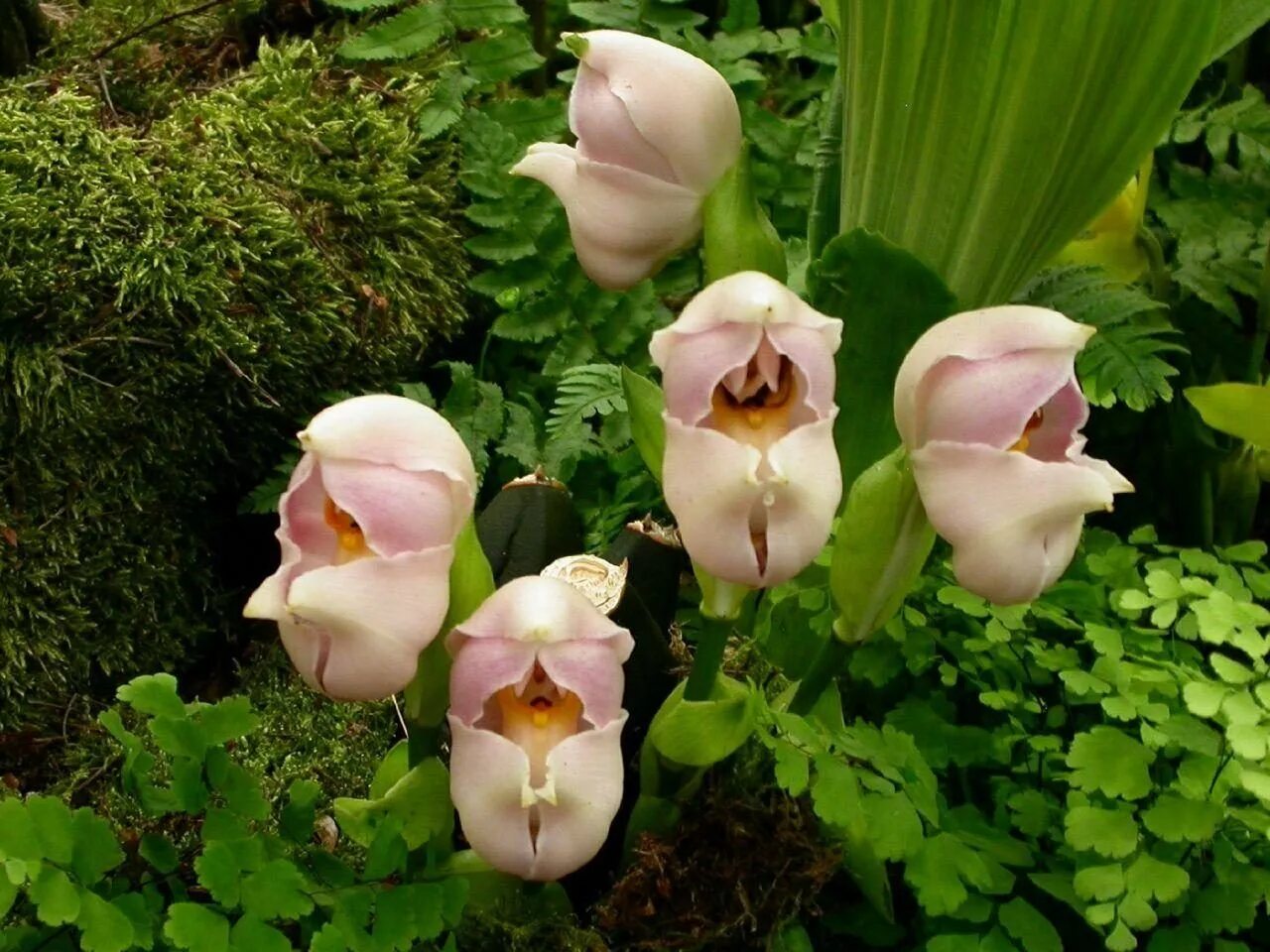 Невероятные цветы. Орхидея anguloa uniflora. Ангулоя. Ангулоя цветок. Башмачок Ротшильда Орхидея.