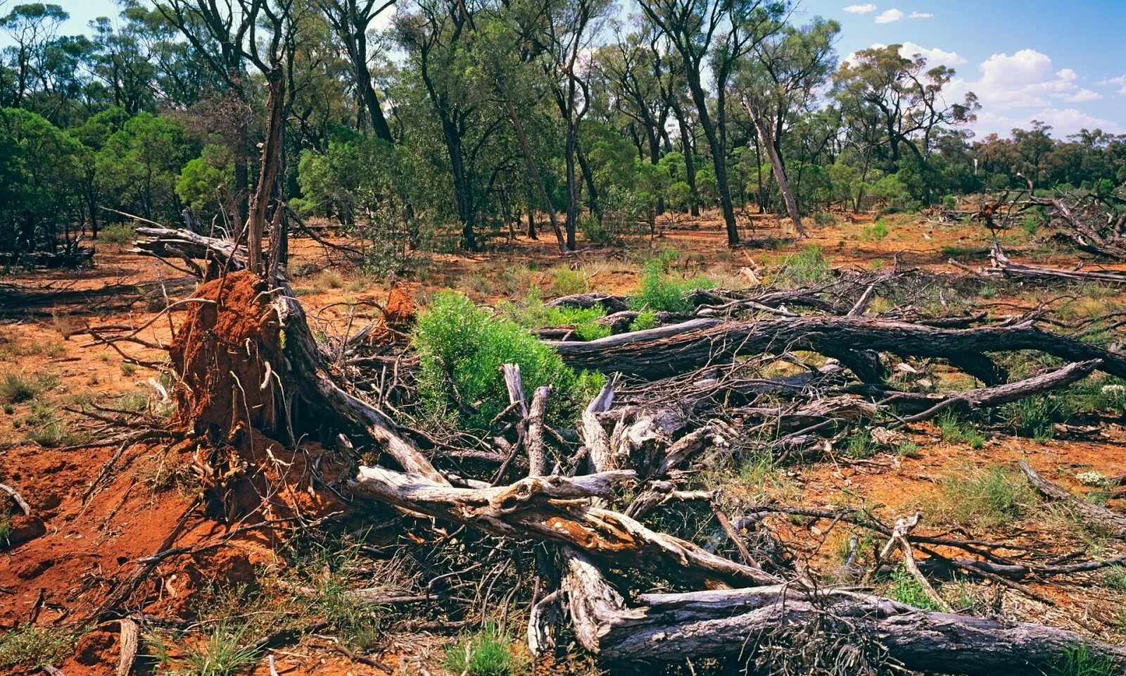 Clearing land. Deforestation Australia. Deforestation destroys their Habitats.. Deforestation destroys the Habitats of some species. Forest clearing.