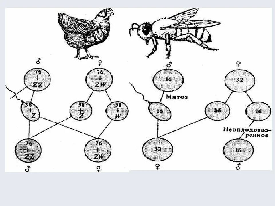 Пол у птиц хромосомы. Генетика половых хромосом. Генетика пола у пчел. Генетика пола термины. Генетика пола схема.