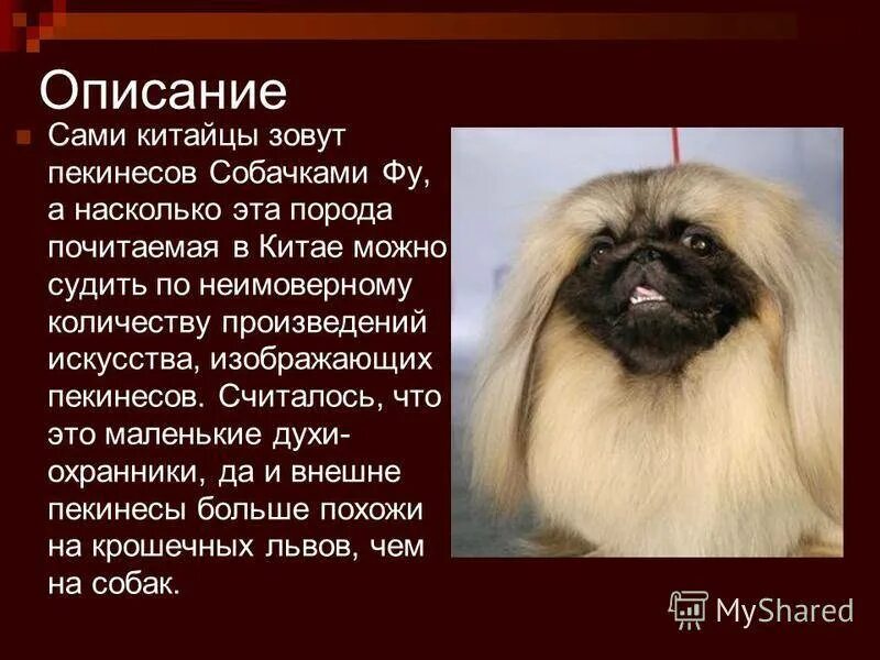 Пекинес собака характеристика породы. Пекинес описание. пекинес продолжительность жизни. пекинес история породы происхождения. проект про пекинеса для 1 класса.
