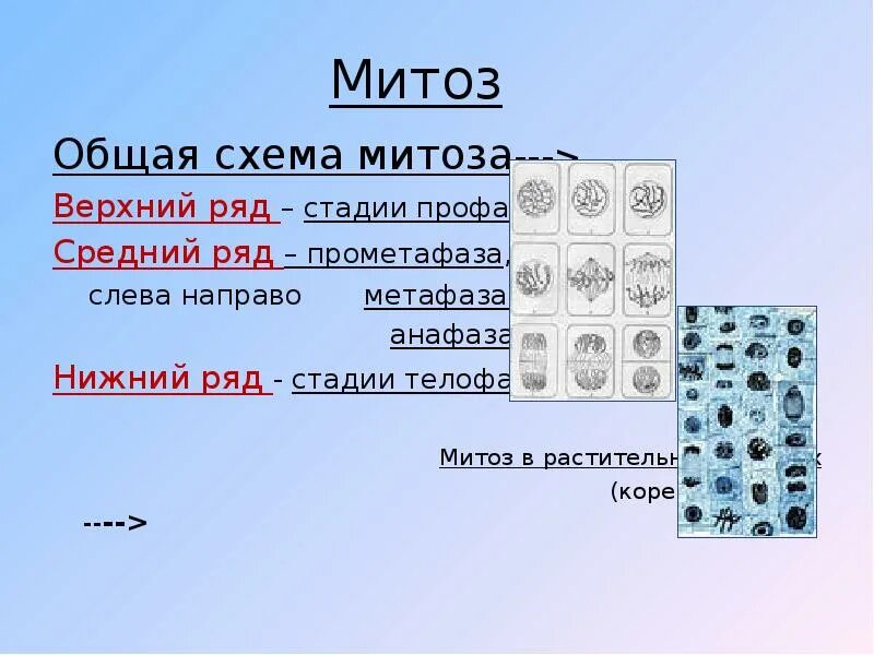 Тест по теме митоз 9 класс. Тест по теме митоз 9 класс