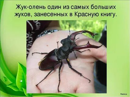 Насекомые занесенные в красную