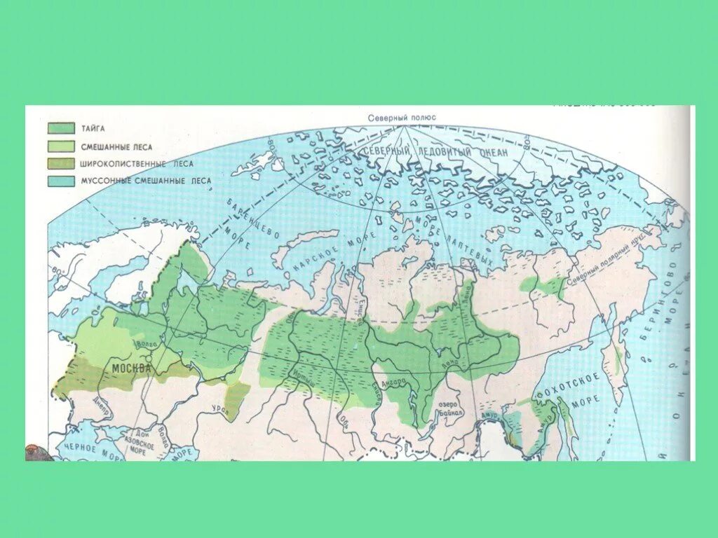 Смешанные и широколиственные леса на карте России. Где находятся смешанные и широколиственные леса на карте России. Зона расположения смешанных и широколиственных лесов на карте России. Зона широколиственных лесов на карте России. Смешанные леса местоположение