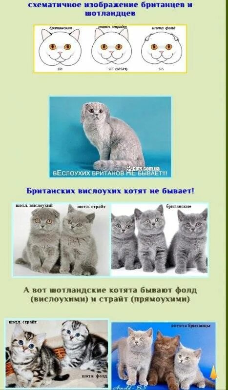 Отличие кошек. Скоттиш фолд отличия от британского. Скоттиш фолд отличие от британца. Скоттиш страйт и британец отличия. Шотландская вислоухая отличие от британской.