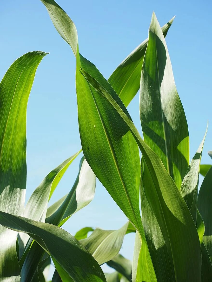 Кукурузные листья купить. Лист кукурузы. Зеленая кукуруза. Кукурузные листья. Кукуруза в листочках.