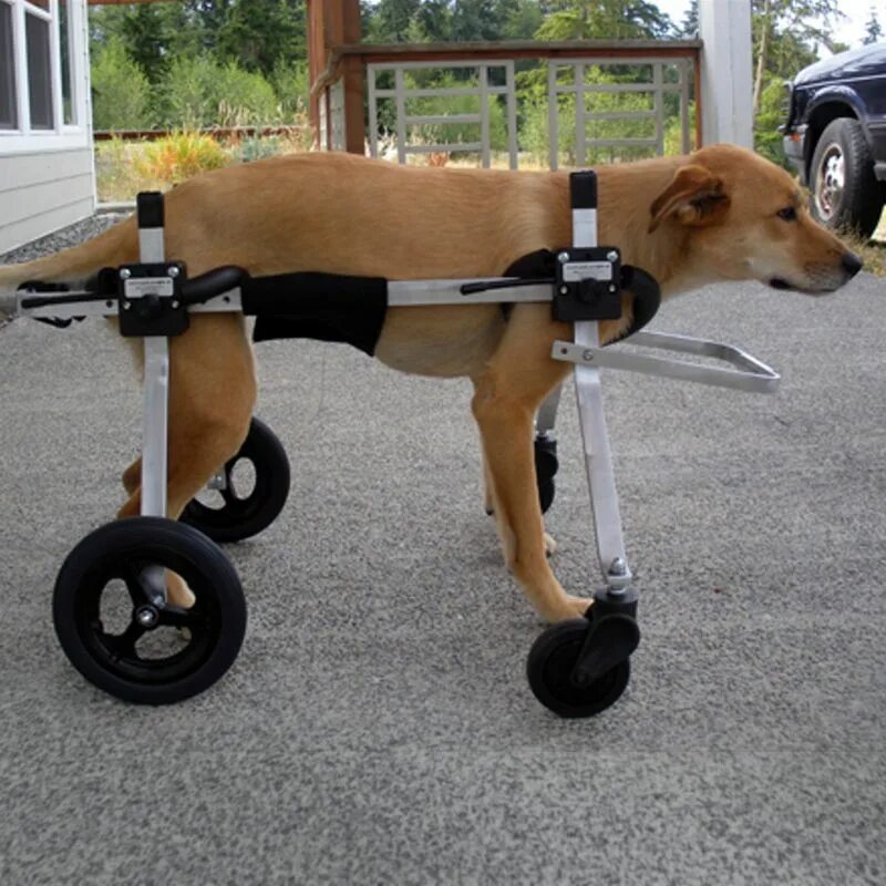 Собака лапа инвалид. Инвалидные коляски Dog wheelchairs. Коляска dog729. Складная инвалидная коляска для собак Walking Dog. Коляска Triol для собак инвалидов.
