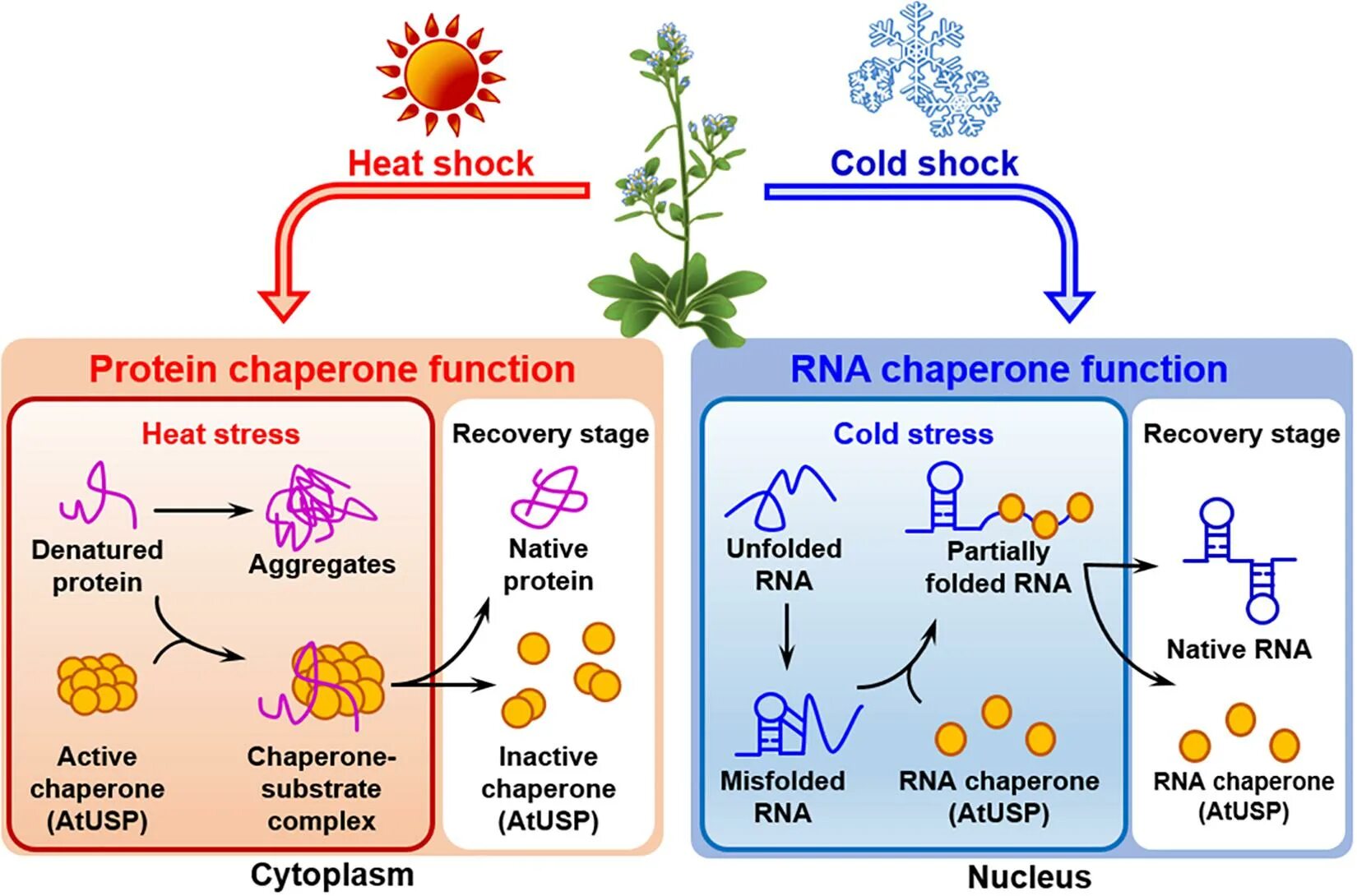 Heat shock. Heat shock transformation protocol time duration. Heat shock response. Heat shock protein ros. Heat shock.