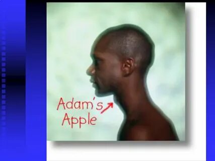 Adam apple