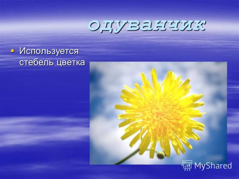 Как одуванчик используется людьми. Как одуванчик используется людьми