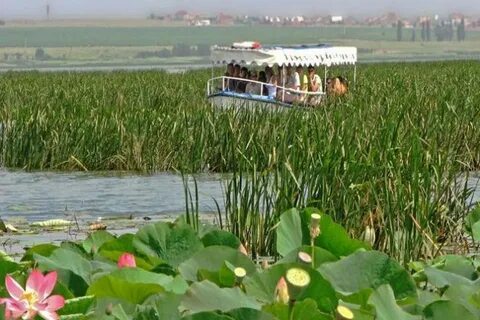 Лотосы азовское море экскурсия