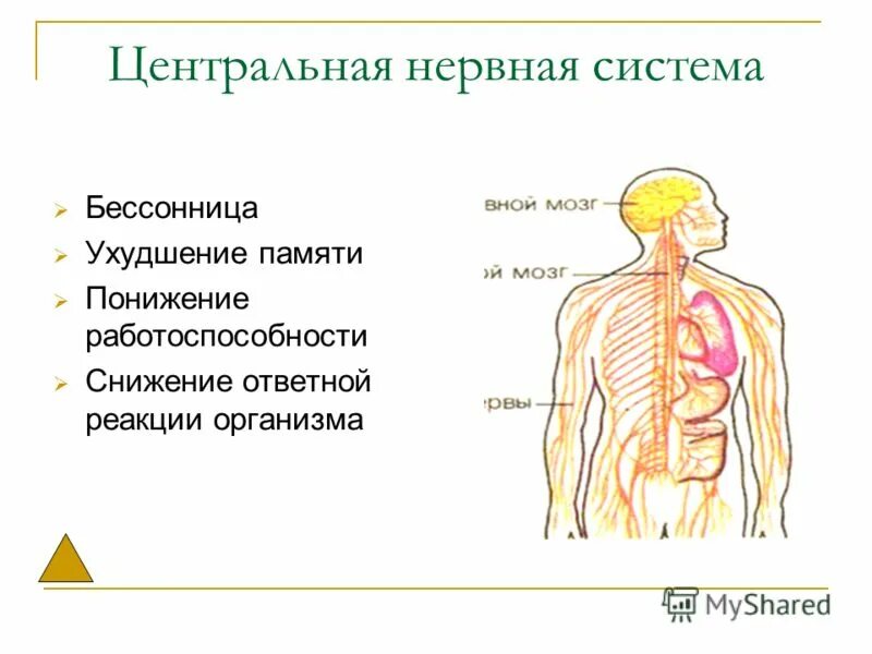 Влияние физ упражнений на нервную систему. Влияние физ упражнений на нервную систему. Сенсорная нагрузка для мсэ. Сенсорная нагрузка на центральную нервную систему. Влияние физических упражнений на нервную систему.