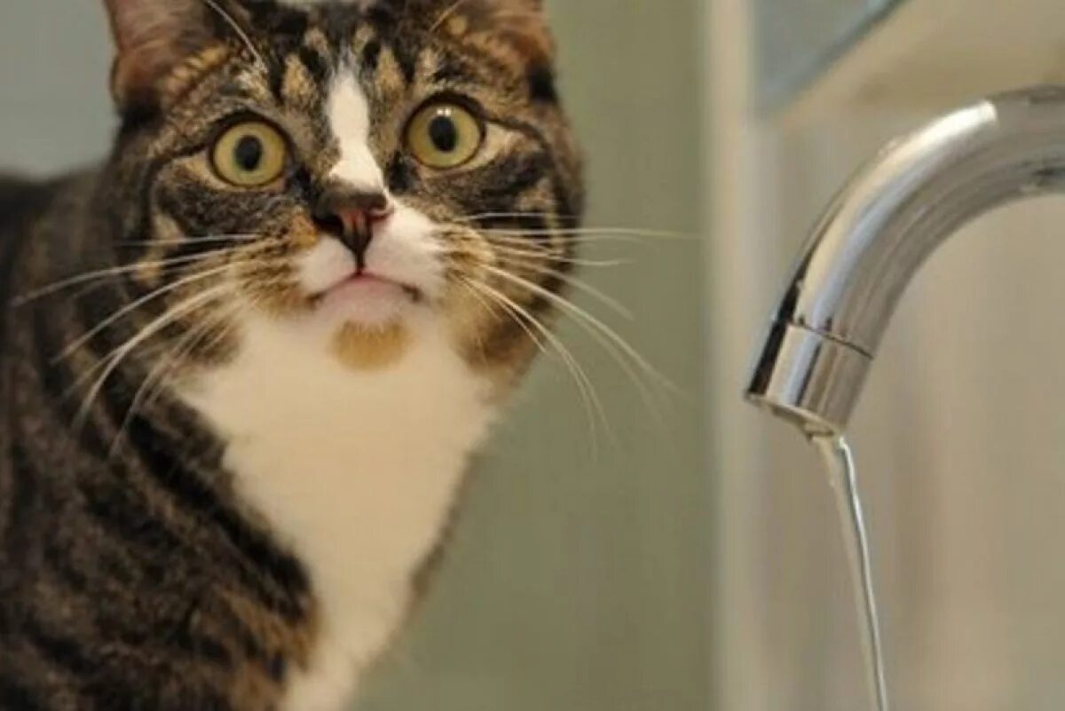 Кот открыл кран. Нет воды. Отключение воды. Нет воды в кране. Кот и кран.
