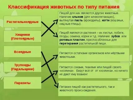 Особенности питания и способы добывания пищи