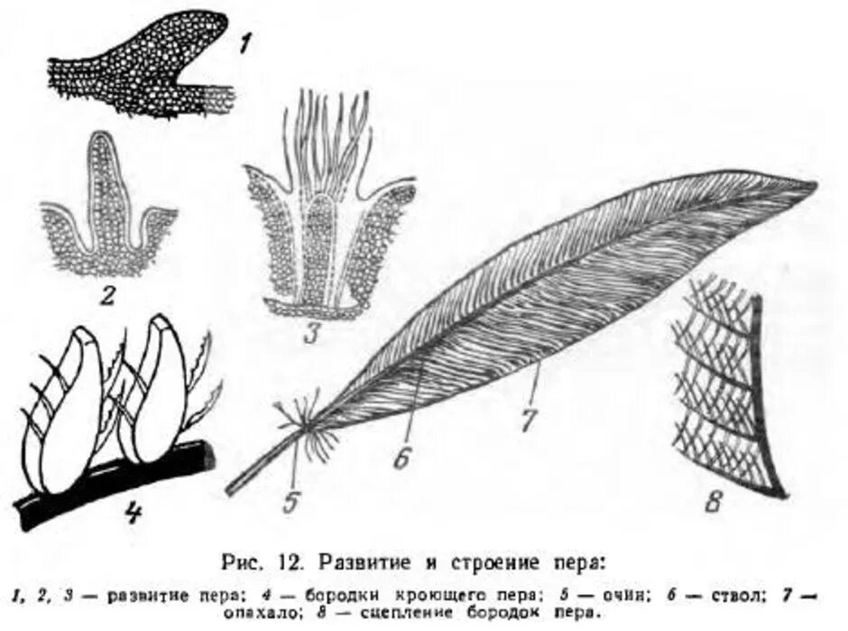 Перо строение. Строение пера и типы перьев. Строение контурного пера птицы. Перья перо строение.