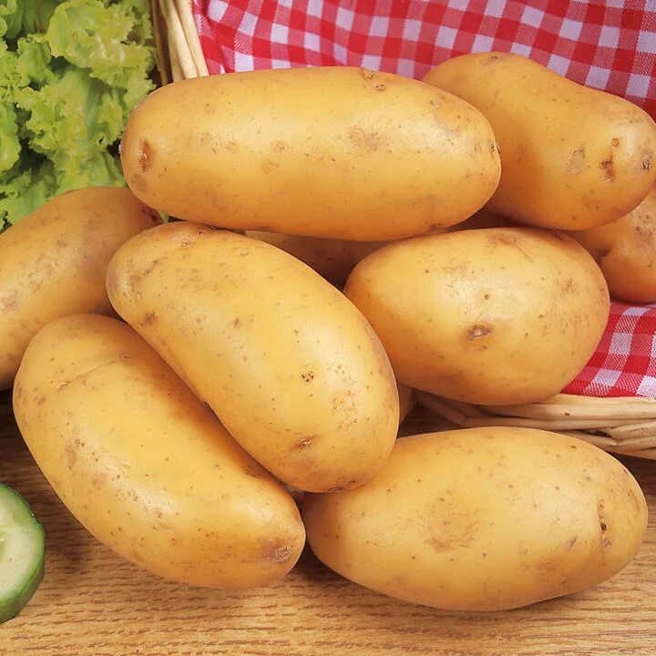 Картофель триумф отзывы. Картофель аусония. Сорт картошки аусония. Картофель Триумф. СЕДЕК картофель фермер.