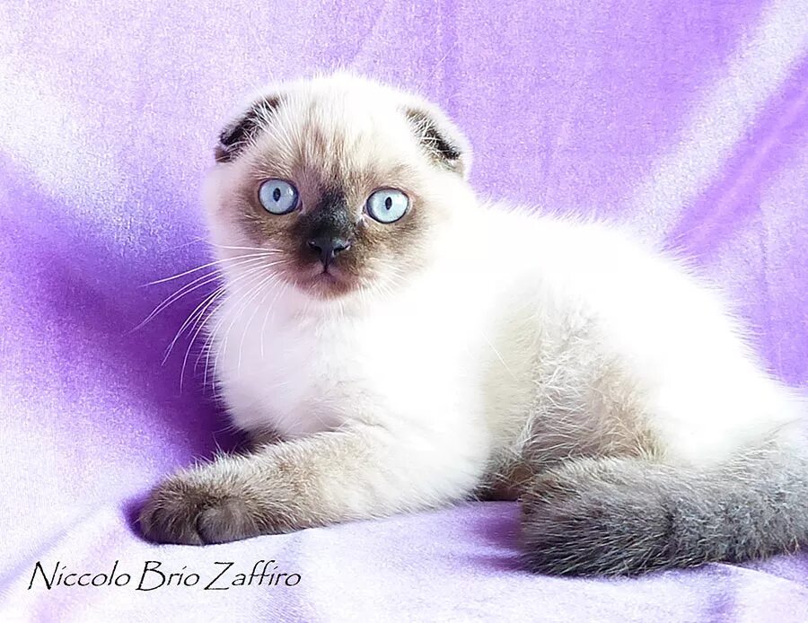 сиамский скоттиш фолд. сиамская вислоухая кошка. шотландская вислоухая блю поинт. сиамский с шотландской вислоухой. шотландская вислоухая кошка блю пойнт.