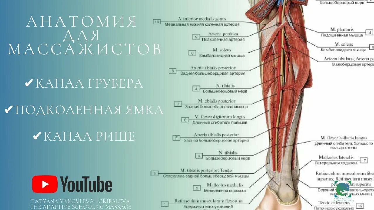 Каналы голени топографическая анатомия. Подколенная ямка анатомия.