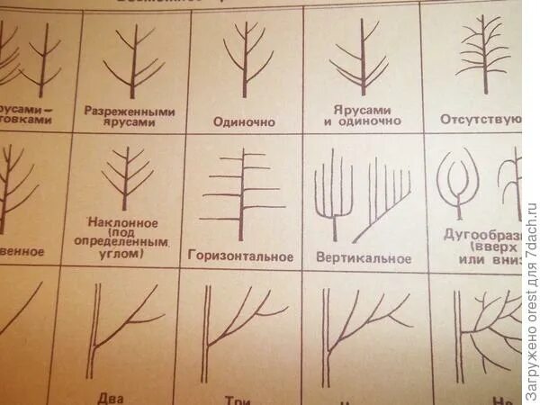 Ветви какого растения