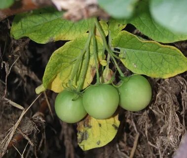 Potato plant