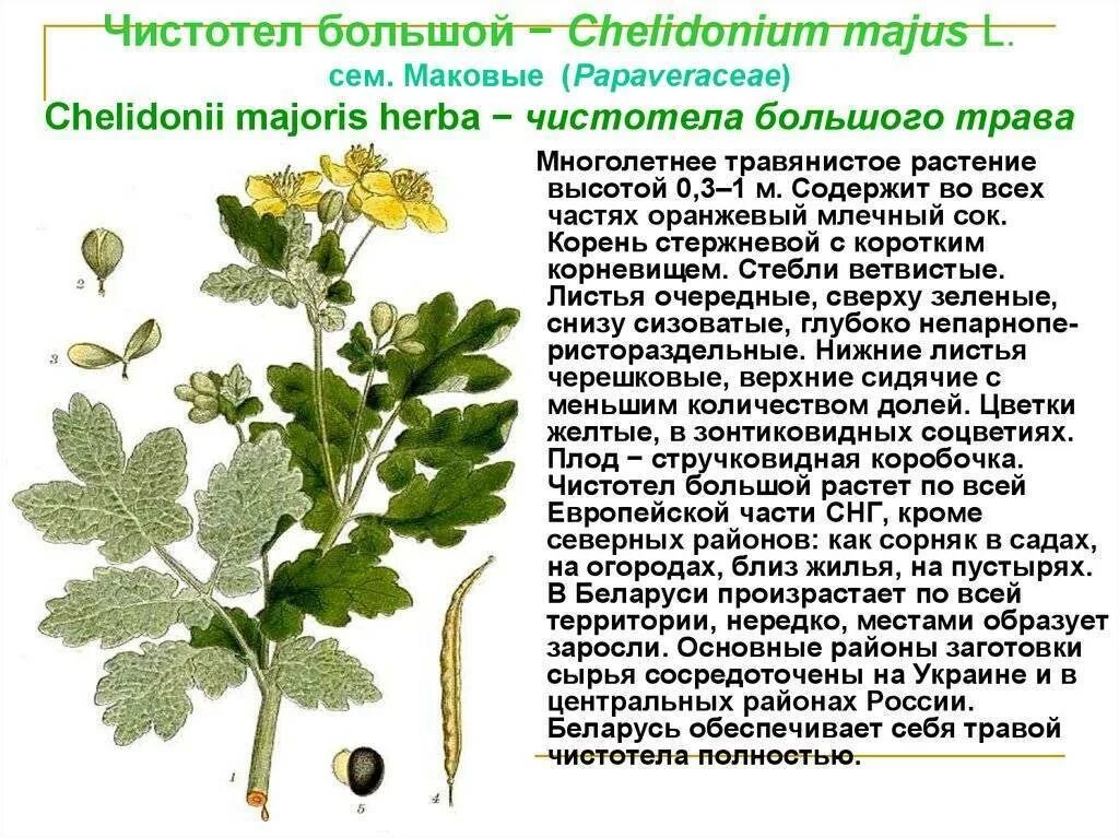 Чистотел можно ли внутрь. Чистотел Chelidonium majus. Чистотел большой (Chelidonium majus l.). Chelidonium majus листья. Чистотел большой (маковые).