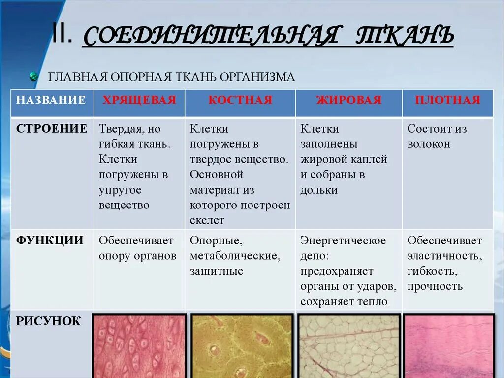 Ткани название строение функции. Типы соединительной ткани человека таблица. Строение соединительной ткани 7 класс биология. Тип ткани соединительная строение и функции. Соединительная ткань строение и функции.