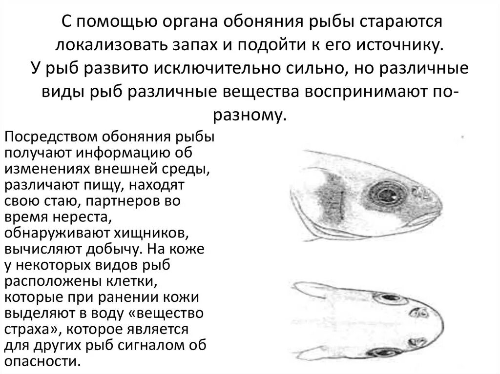 Органы слуха у рыб находятся. Органы обоняния у рыб функции. Орган слуха у рыб. Ухо рыбы строение. Орган вкуса у рыб.