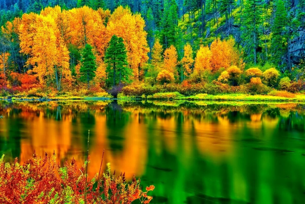 Открытка доброе утро лес. Красивая осень. Природа. Яркая природа. Прекрасная природа.