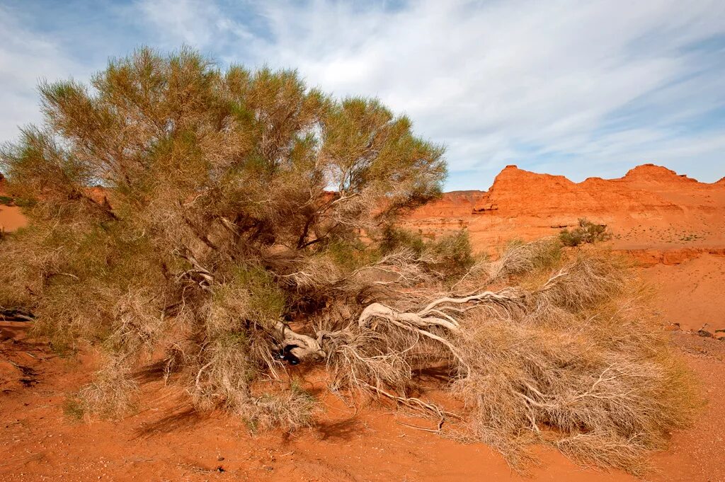 Саксаул зайсанский. Саксаул в пустыне. Саксаул зайсанский. Саксаул это. Саксаул это.